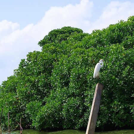 Villa Eco Green Negombo Eksteriør billede
