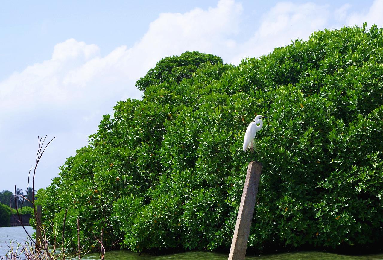 Villa Eco Green Negombo Eksteriør billede